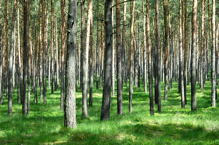 landscape, trees, nature, pine