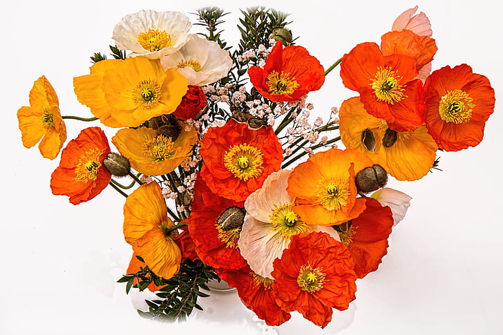 poppies, cheerful, happy, bright, colorful, friendly, uplifting