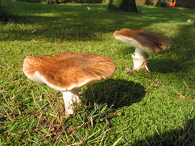 mushroom, nature, autumn, forest, cep, chestnut