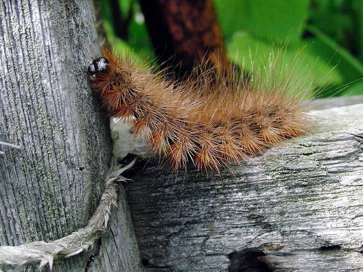 коричневый caterpillar, лохматый треки, насекомое, дерево, доски, макрос, личинка бабочки