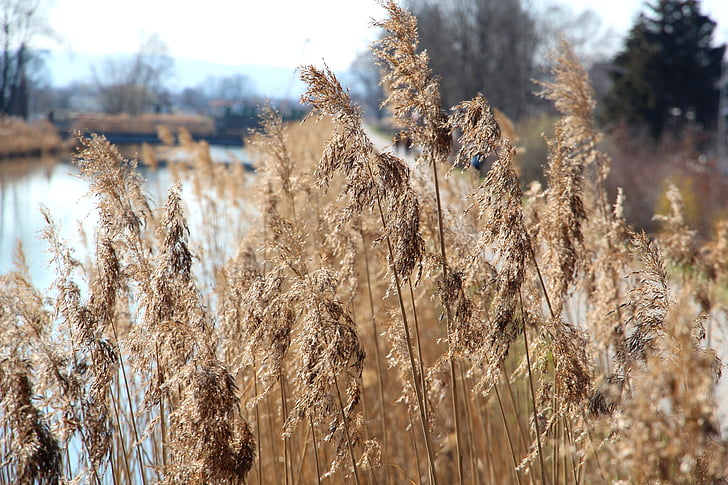 reed, water, bank, nature, grass, shore greenhouse, aquatic plant