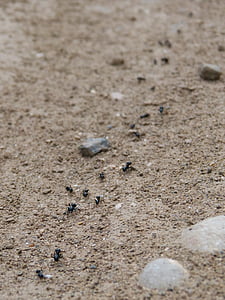 mravi, red, put, plaža, pijesak, more, priroda