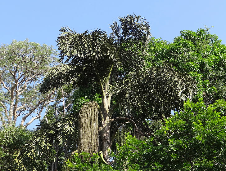 Fishtail palm, Caryota urens, Palma de açúcar mascavo, solitária fishtail palm, vinho de palma, palm Toddy, Flora