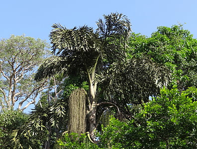Fishtail palm, Caryota urens, Jaggery palm, einsame Fishtail palm, Honigpalme, Toddy palm, Flora