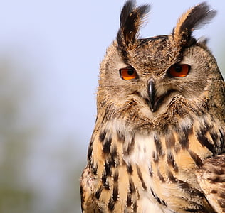 eurasian eagle owl, owl, bird, wildlife, eurasian, feather, falconry
