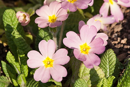 primroses, primula vulgaris hybrid, purple, pastellfarben, genus, primrose, primrose varieties