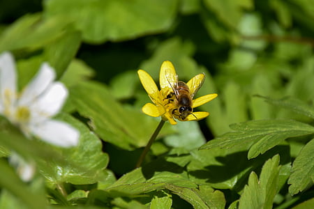 Biene, Augen, Insekt, Blume, Frühling, Pflanzen, Natur