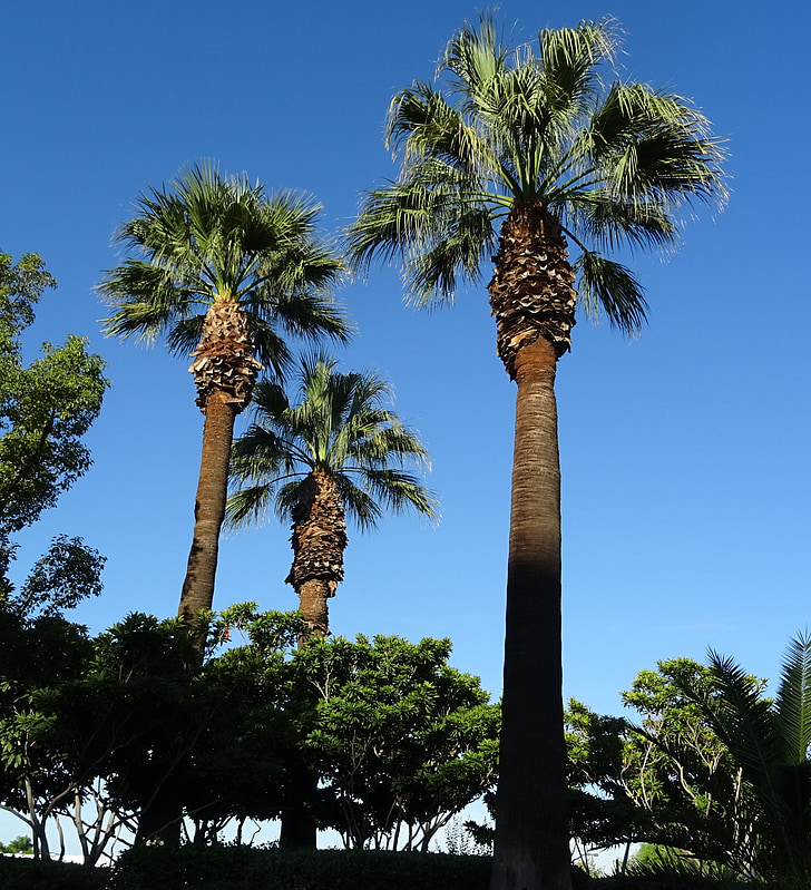 Palm, árvore, Washingtonia filifera, Palma de ventilador de deserto, Palma de ventilador de Califórnia, Palma de Califórnia, Arecaceae