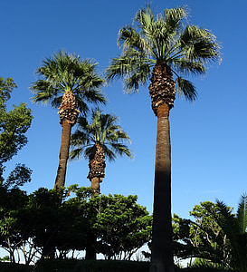 Palm, árvore, Washingtonia filifera, Palma de ventilador de deserto, Palma de ventilador de Califórnia, Palma de Califórnia, Arecaceae