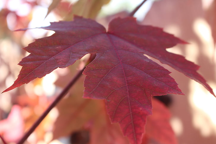 musim gugur, daun, daun musim gugur, pohon Maple, Oktober