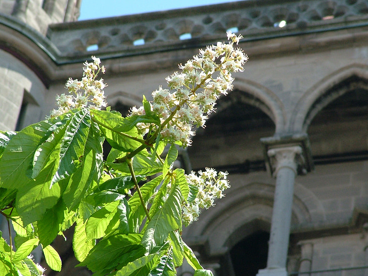 Swiss, Lausanne, musim semi, chestnut, Katedral, bunga