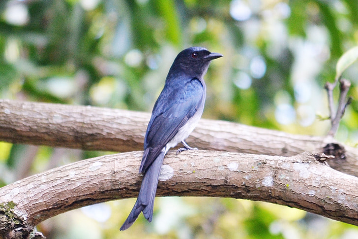 čierna drongo, čierna, čierny vták, čierna vrabec, Srí lanka, mawanella, Ceylon