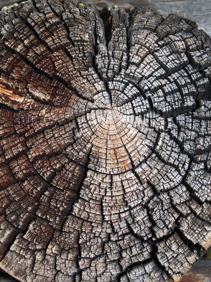 kayu, alam, tekstur, pohon, lama, melihat memotong, pelapukan
