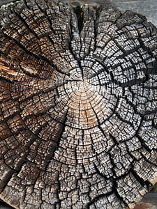 hout, natuur, textuur, boom, oude, zagen, knippen, verwering