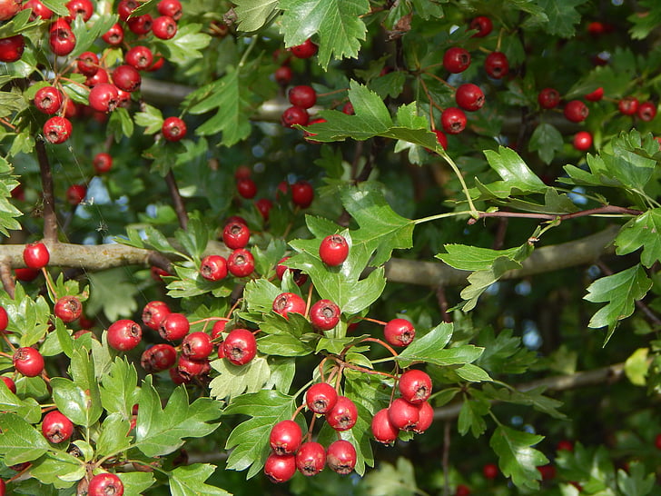 Berry röd, träd, Bush, Rönnbär, Haw