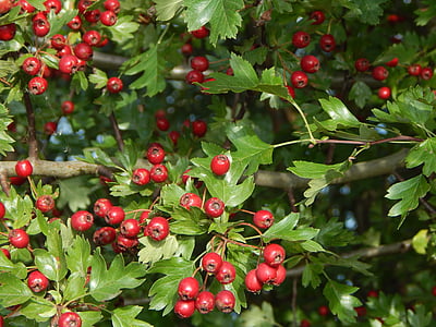 berry red, tree, bush, rowanberries, haw