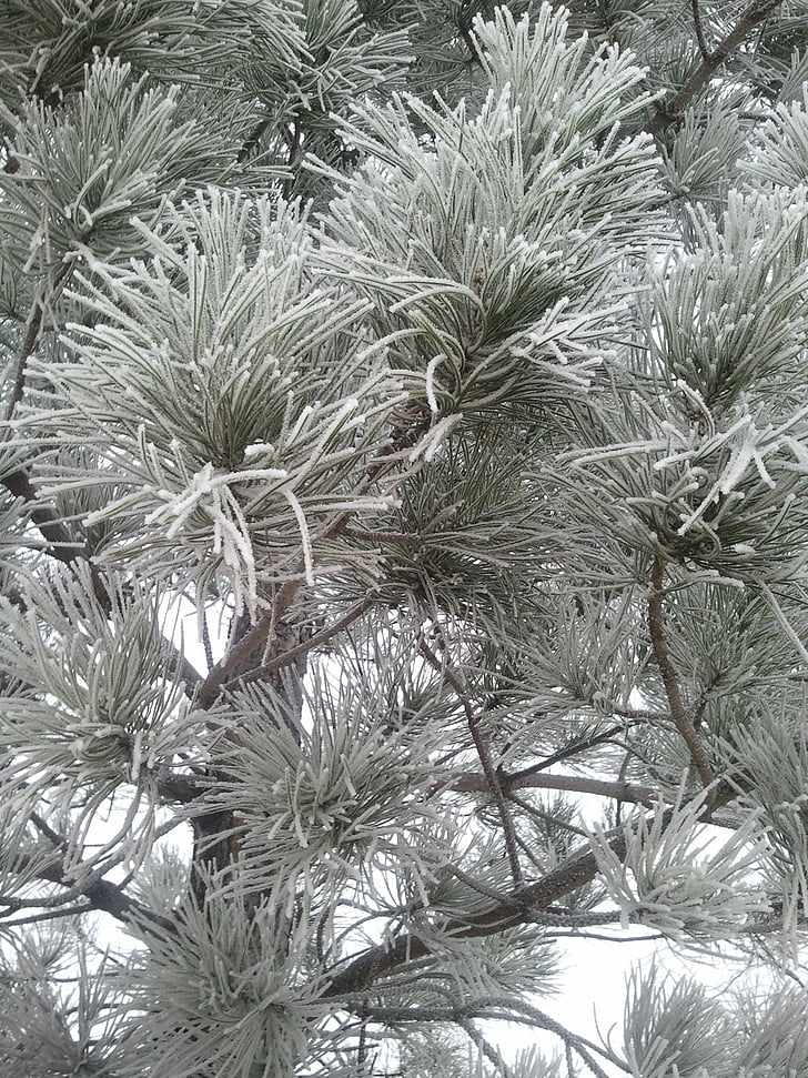 Pine, snö, vinter, träd, naturen