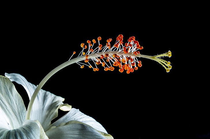 Hibiscus, floare, floare, floare, alb, nalba mare, nalba