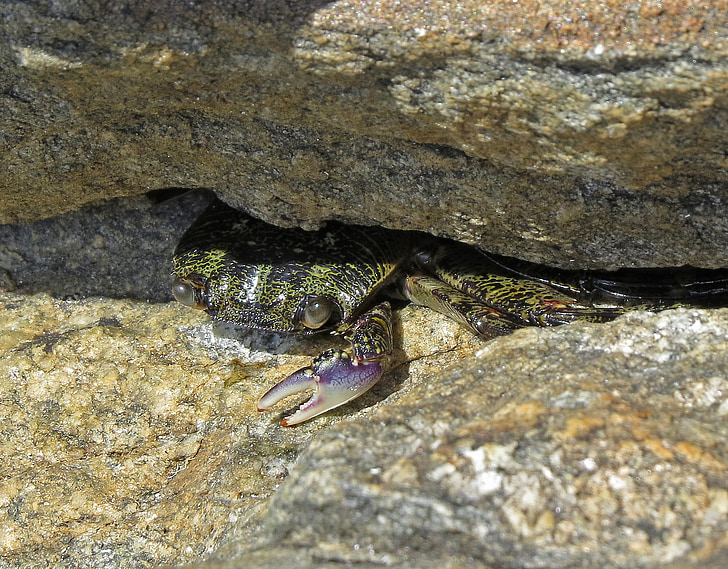 crab, rocks, albany, australia, peek, animal, nature