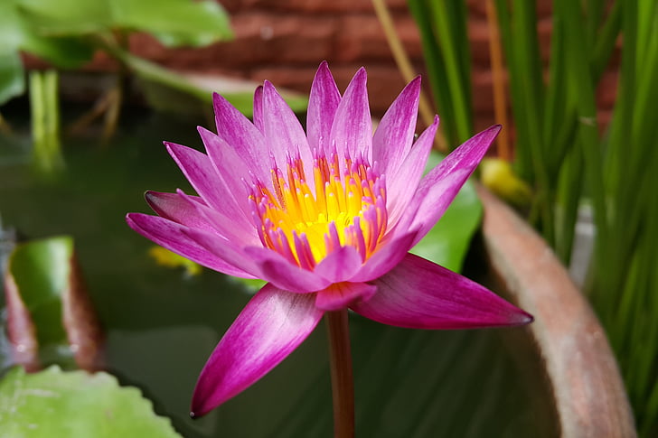 Pink lotus, Lotus, kukka, vesi, Blossom, Lumme, lumpeen