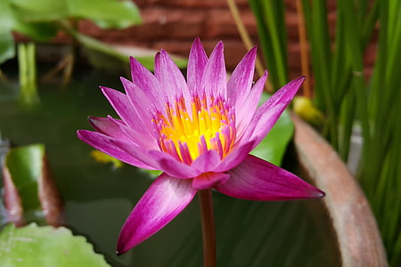 roze lotus, Lotus, bloem, water, Blossom, waterlily, water lily