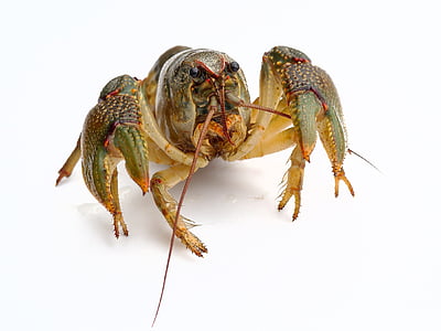 Lobster, Living, kôrovce, jedlo, kôrovce, makro, pazúry