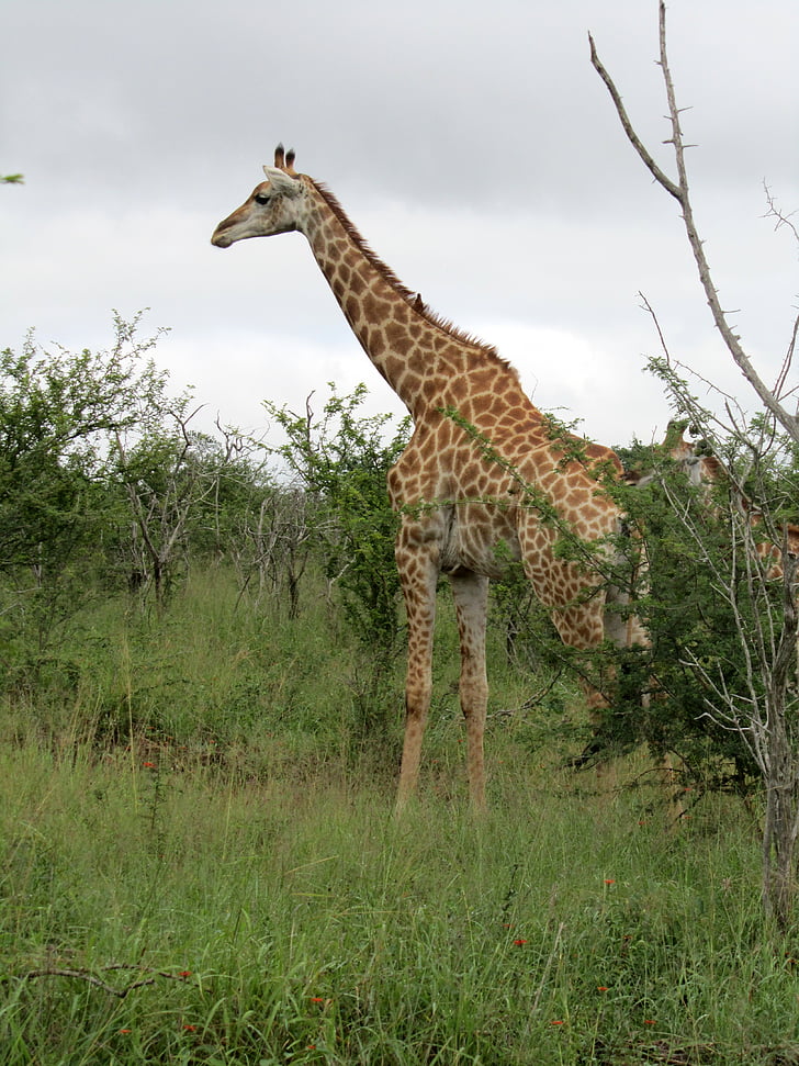 africain, mâle, girafe, animal, faune, eatting, faune