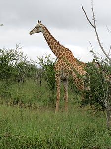 Africká, muž, žirafa, zvíře, Fauna, eatting, volně žijící zvířata