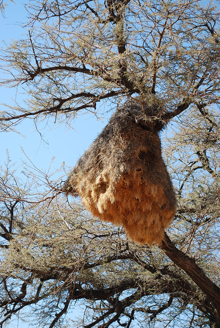 honingvogel, nest, boom, takken, natuur, Afrika