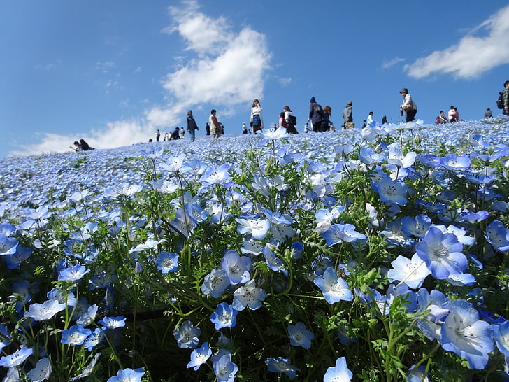 Chiba, Hitachi tengerparti park, nemophila, virág, természet, a szabadban, nap