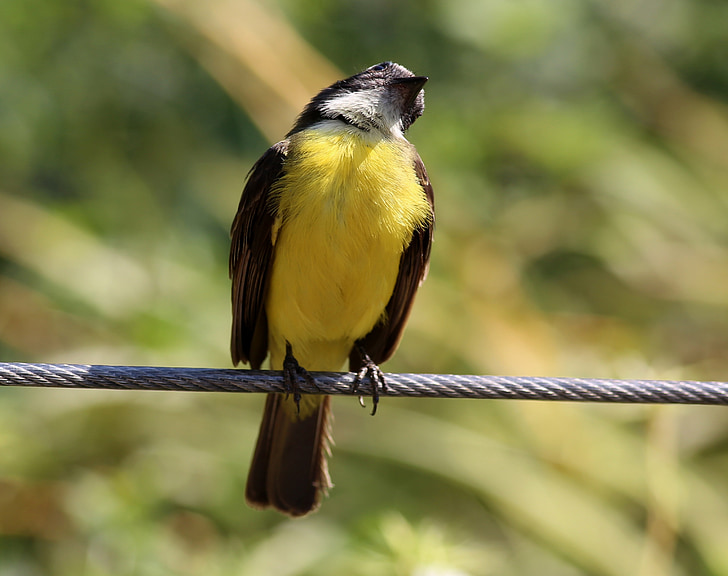 Uccello variopinto, uccello sul filo, Tropical, Ray, bene-si-sega, colorato, brasiliano