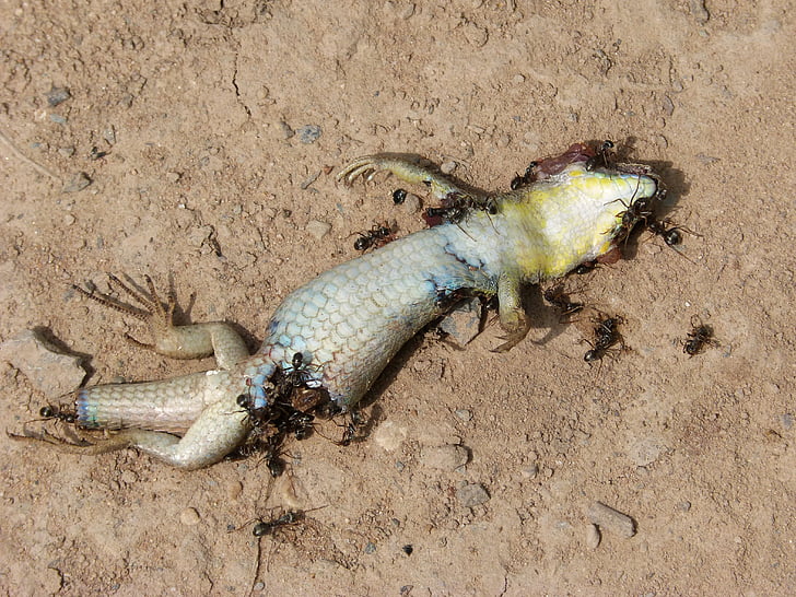 gecko, dragon, dead, ants, decomposition, life cycle, recycling