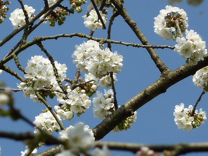 kirsikankukkia, kevään, Blossom, Bloom, Puutarha, Luonto, kirsikka