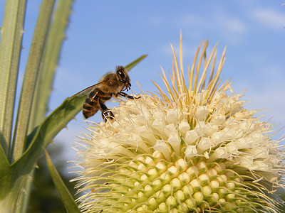 μέλισσα, γκρο πλαν, cutleaf, Dipsacus, μέλι, laciniatus, ακανθώδης