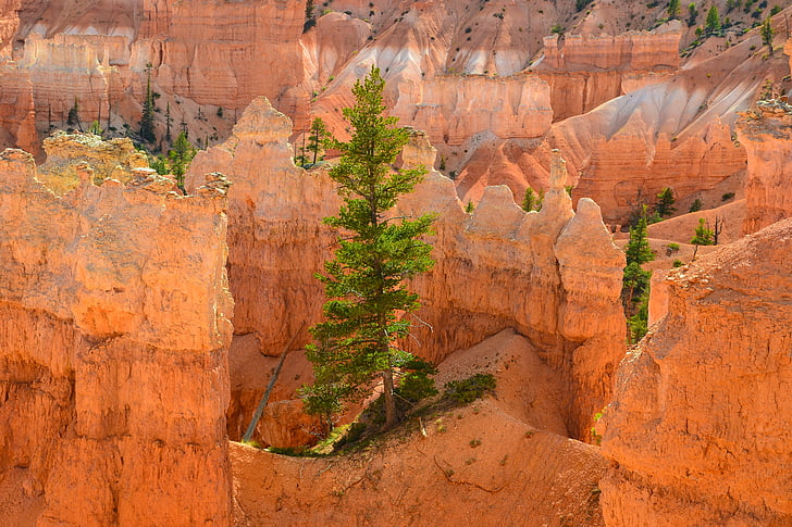 cânion Bryce, hoodos, Estados Unidos da América, árvore, Parque Nacional, América, sul oeste