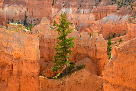Bryce canyon, hoodos, Statele Unite ale Americii, copac, Parcul Naţional, America, sud-vest