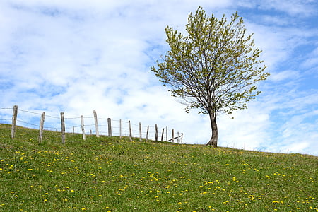 sky, meadow, pasture, tree, fence, barbed wire, nature