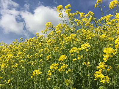 flax, yellow, nature, oilseed Rape, agriculture, canola, flower