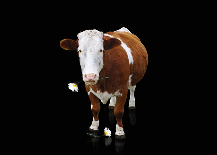 vaca, carne de res, animal, leche de vaca, mamíferos, cuernos, ganado Simmental