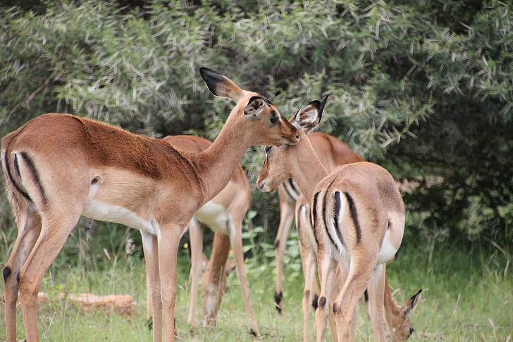 Springbok, antilope, l’Afrique, faune, animal, nature sauvage, herbivore