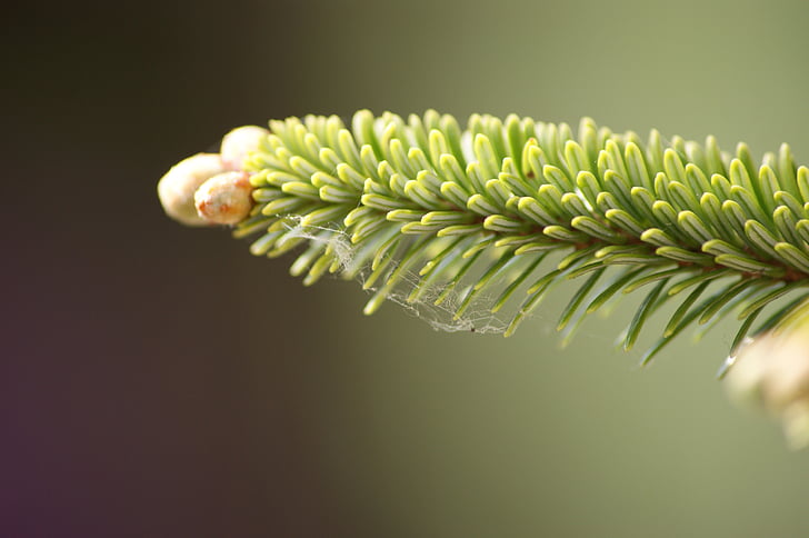 Pine, vihreä, Evergreen, puu, haara, Luonto, kuusen