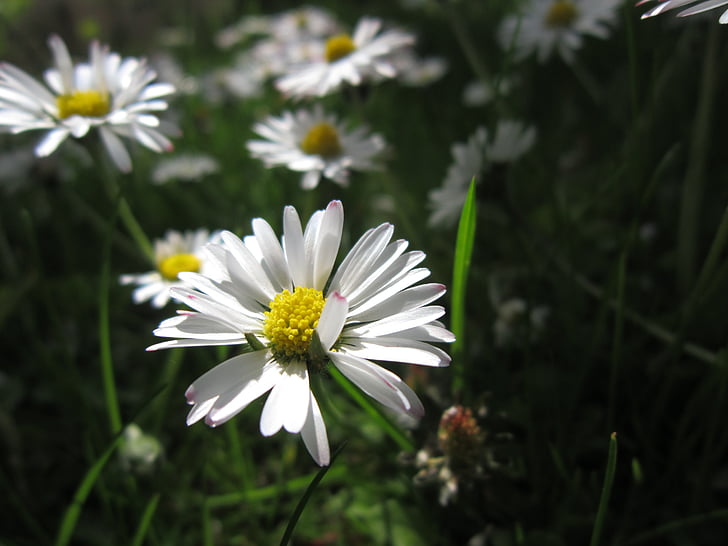Daisy, Blossom, Bloom, zár, tavaszi, fehér, nap