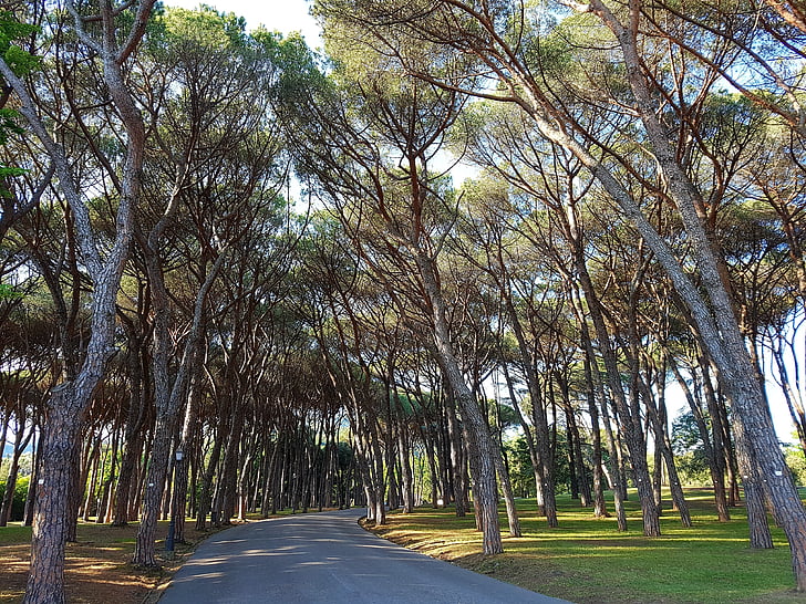fenyő, Pinus pinea, fenyves erdő, Pine grove, Park, Montecatini, Montecatini terme