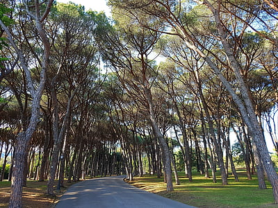 pin, Pinus pinea, forêt de pins, pinède, Parc, Montecatini, Montecatini terme