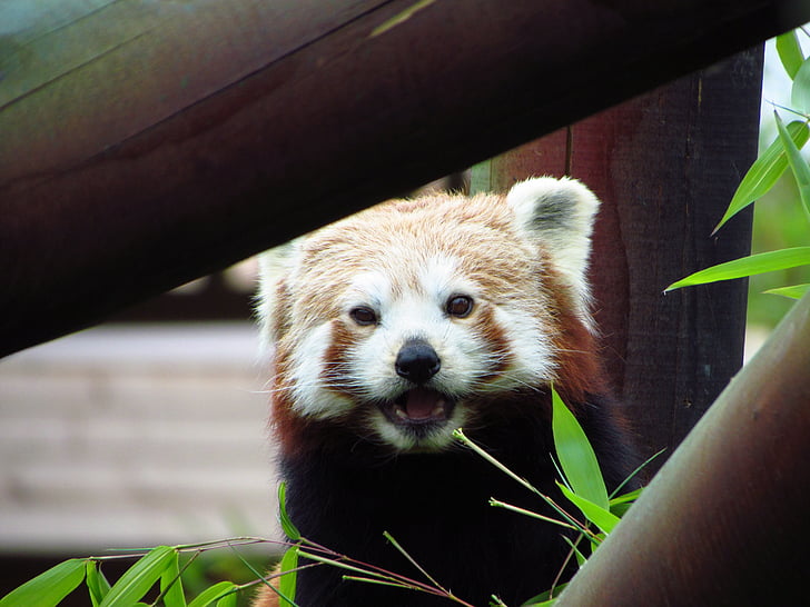 червен, панда, Червена панда, хранене, седи, животните, дива природа