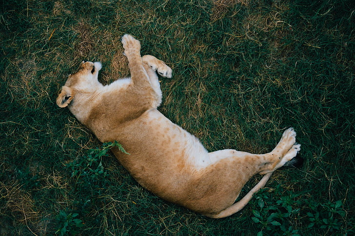 Lev, spí, klamstvo, zviera, divoké, Safari, voľne žijúcich živočíchov