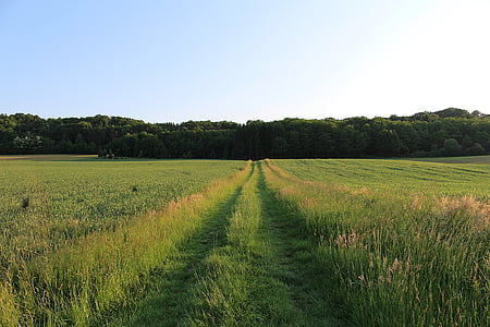 Lane, jejak alam, pejalan kaki, alam, pertanian, adegan pedesaan, pertanian