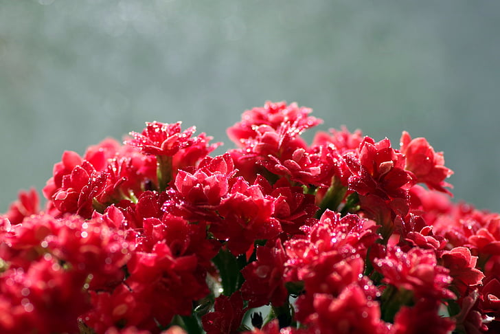 rosolia, fiore, rosso, macro, piccoli, Rosetta, gocce