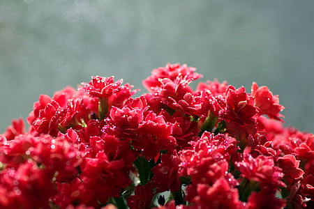 rubéola, flor, rojo, macro, pequeña, roseta, gotas