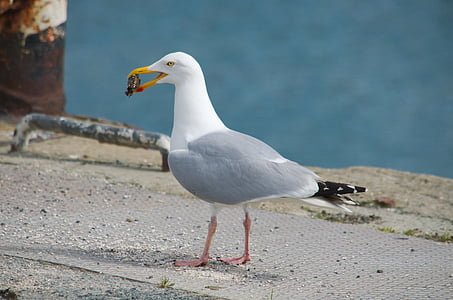 bird, gull, animal, sea, ornithology, nature, seabird